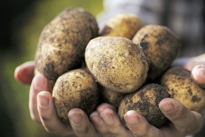 В Японии разразился картофельный кризис