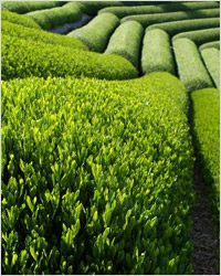 Плантация зелёного китайского чая