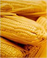 Кукуруза и способы её приготовления