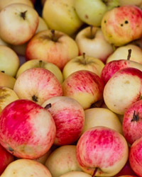 домашние яблоки