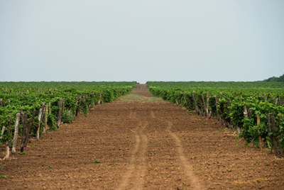    Russian Wine Fair 2012