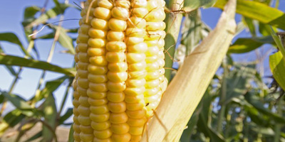 Генетически измененная кормовая кукуруза абсолютно безопасна