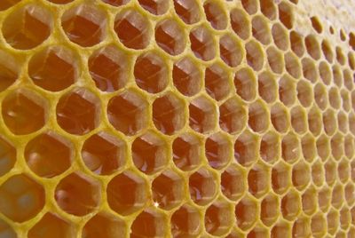 Изобретён мёд с улучшенными свойствами