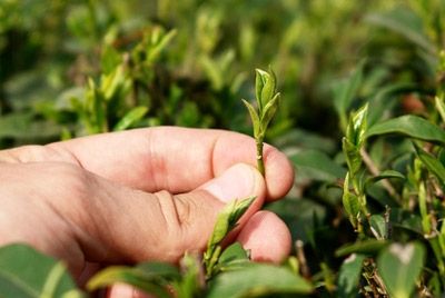 Индия грозит остановить экспорт чая сорта Дарджилинг