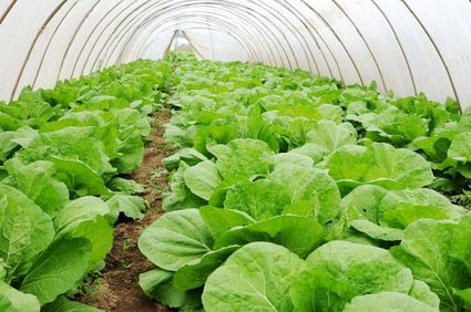 Найден способ выращивать овощи в суровых условиях