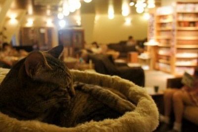 Парижское кафе предлагает провести время с кошками