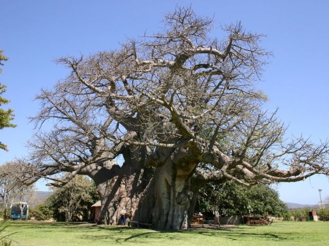 Бар в одном из самых старых деревьев на свете