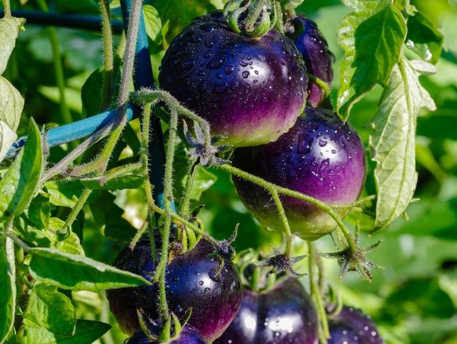 Выведены фиолетовые помидоры с высоким содержанием антиоксидантов