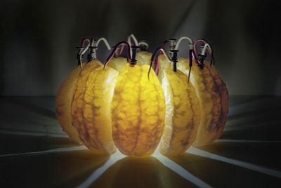 Светильники, работающие на овощах и фруктах