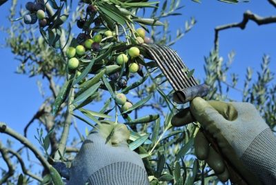 Первая оливковая ферма Великобритании