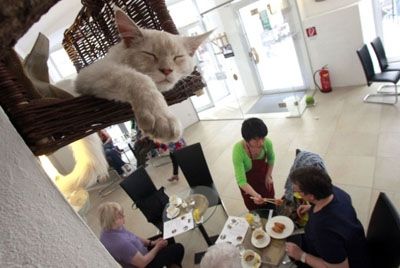 В Сан-Франциско откроется кошачье кафе