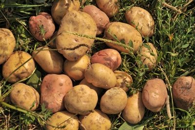 Выведен картофель, который не боится фитофторы