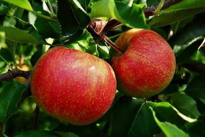 Британцев знакомят с местными яблоками