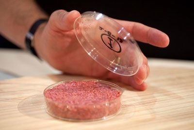 В Голландии разработали технологию производства мяса из стволовых клеток