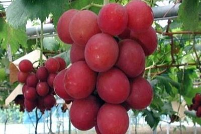 Гроздь винограда за 5400 долларов