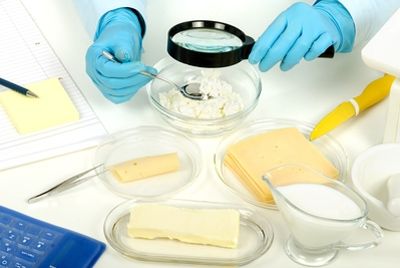 Учёные вырастили сыр в пробирке
