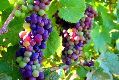 Радужный виноград – миф или реальность