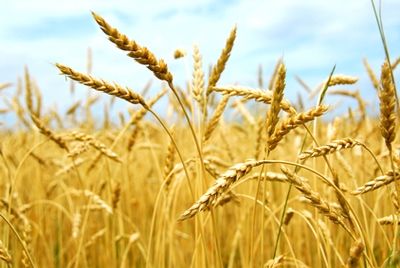 Зерновые посевы будут поражены вредителями в ближайшие 30 лет