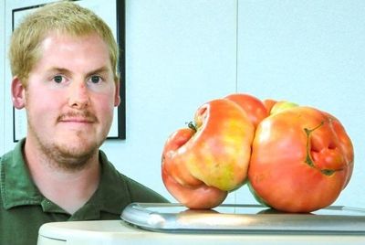 Выращен самый большой в мире помидор