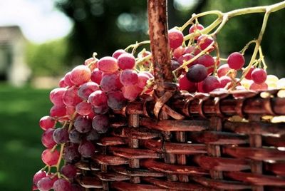 Новый сорт винограда был назван в честь Рамзана Кадырова