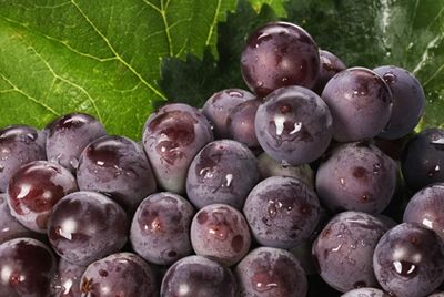 Тёмный виноград укрепляет кости