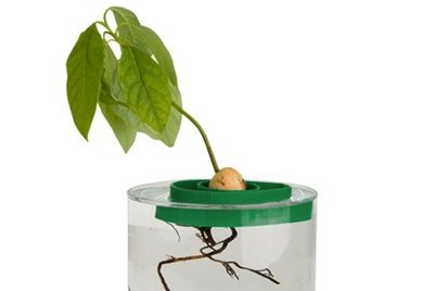 Гаджет для выращивания авокадо в домашних условиях