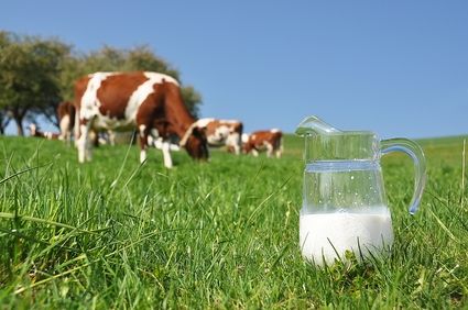 Российский конструктор разработал установку для упаковки молока прямо из-под коровы