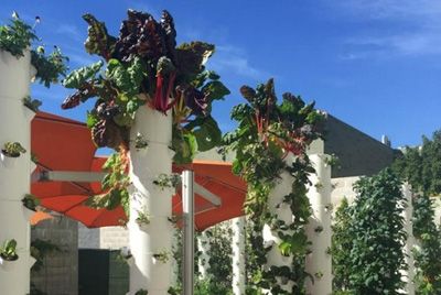 Ресторан выращивает зелень в колоннах