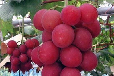 Гроздь винограда продана за 8200 долларов
