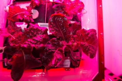 Космонавты попробовали первый внеземной урожай салата 