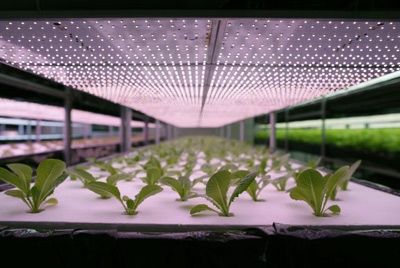 В Японии появятся автоматизированные фермы по выращиванию салата