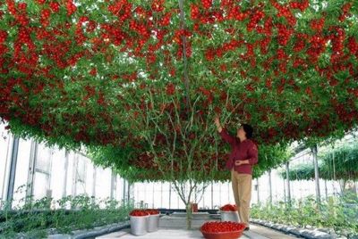 Томатное дерево-рекордсмен дало 32000 плодов