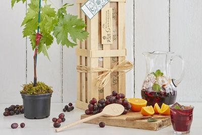 Выращенная дома виноградная лоза позволит приготовить домашнее вино