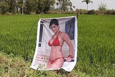 Индийский фермер защищает урожай с помощью плаката актрисы