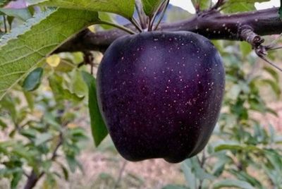 В горах Тибета растут черные яблоки