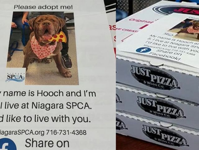 Нью-Йоркская пиццерия размещает на коробках пиццы фотографии бездомных собак