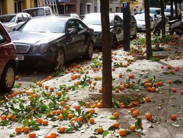 В Испании апельсины будут использовать для выработки электроэнергии