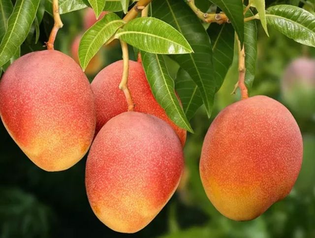 Австралийские ученые научились определять спелость плодов манго на дереве