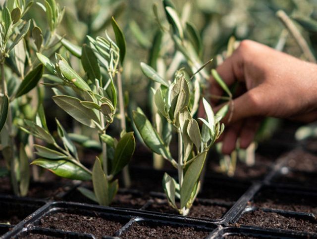 В Крыму появится тепличный оливковый сад