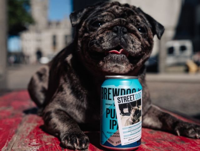 Шотландская пивоварня выпустила коллекцию пива в поддержку бездомных собак