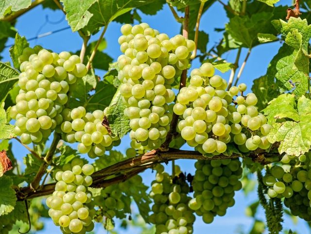 Испанским виноделам придется уничтожить рекордный урожай винограда