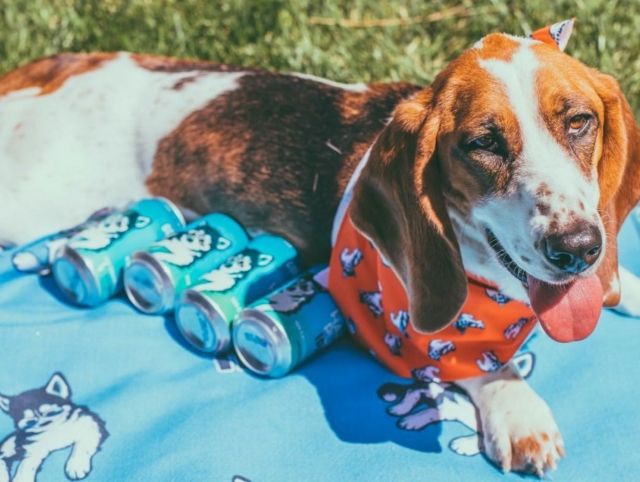 Калифорнийская пивоварня организовала доставку пива с помощью бездомных собак