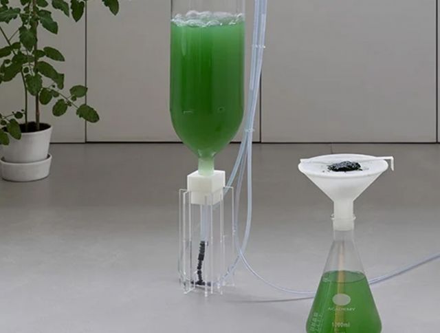 Специалисты из Лондона создали систему для выращивания водорослей в домашних условиях
