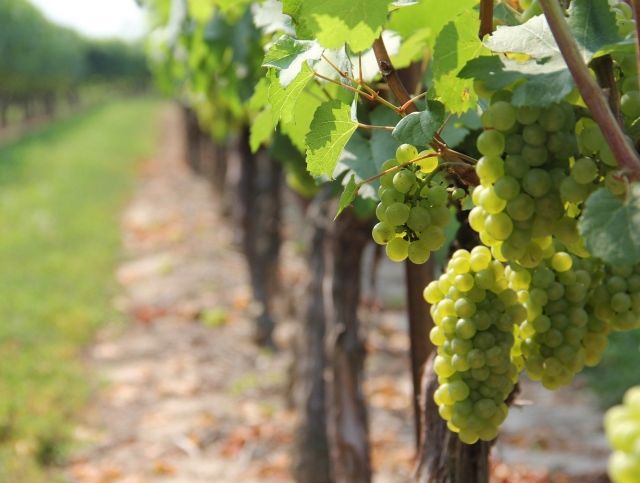 Урожай винограда в Шампани побил рекорды по срокам сбора