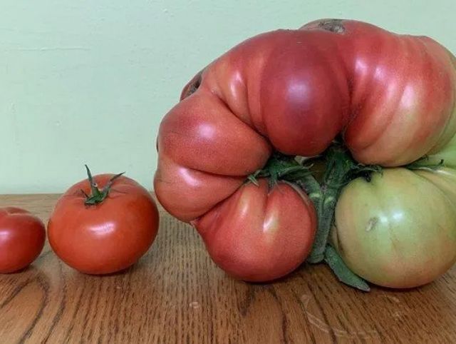 Британец вырастил гигантский помидор весом 3 кг с помощью капроновых колготок