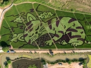 В Таиланде фермер создает произведения искусства на рисовых полях
  
