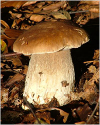 Большой белый гриб 