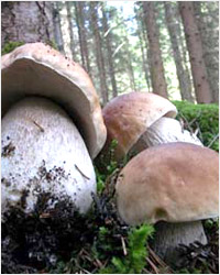 Белый гриб - боровик, белые  грибы