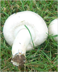 Шампиньоны – грибы