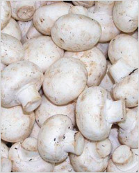 Свежесобранные грибы шампиньоны 